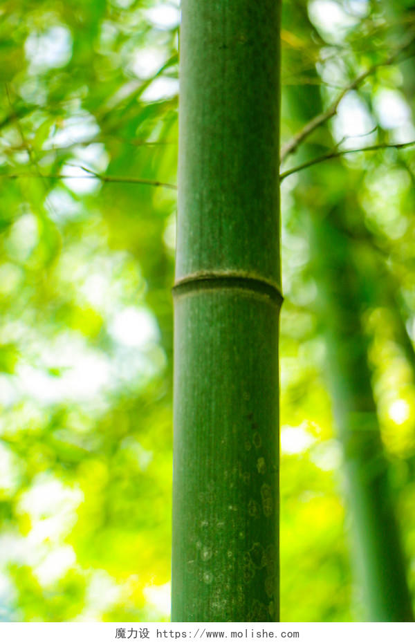 绿色竹林清凉竹海竹子背景图片